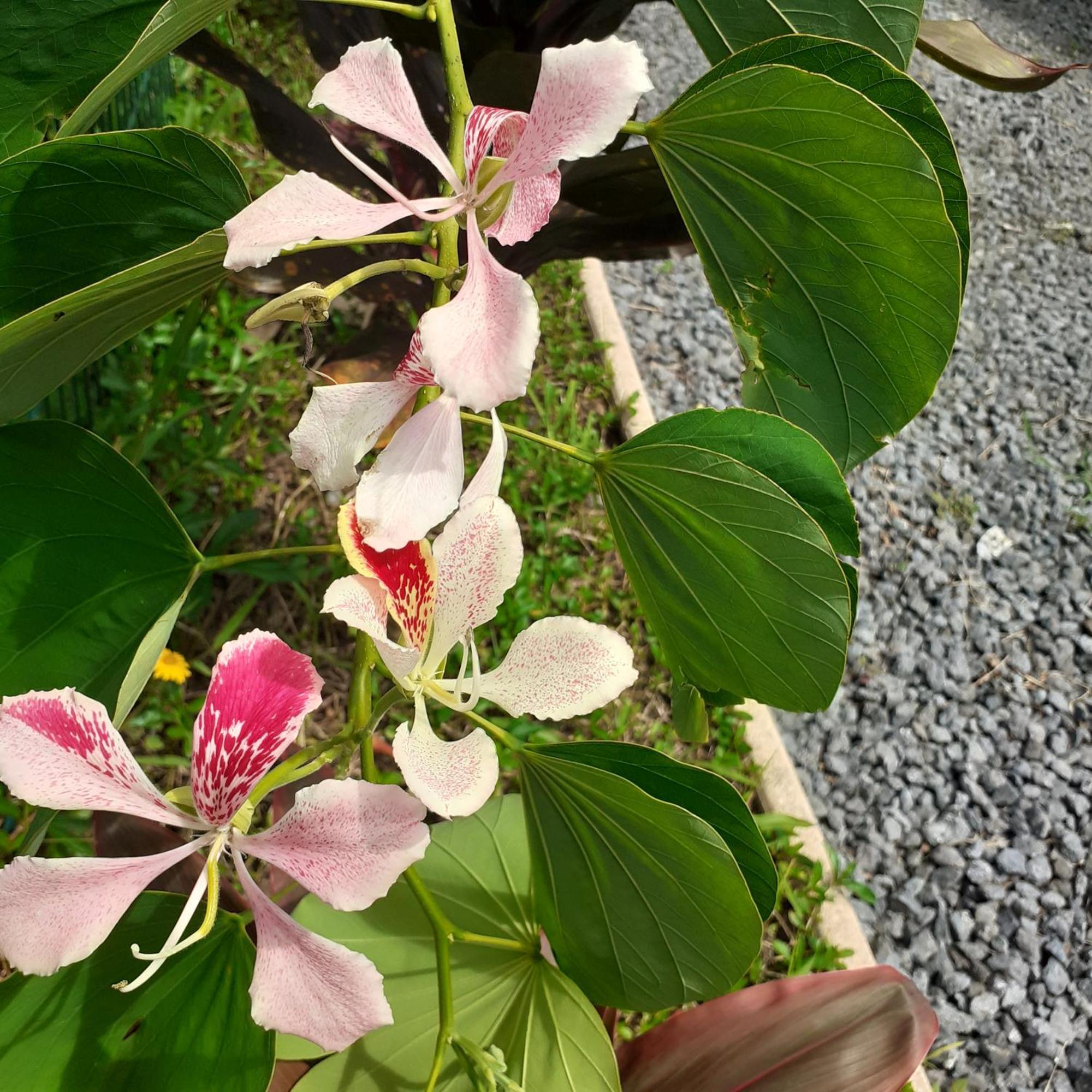 Fare Juanita Hoe Opoa エクステリア 写真